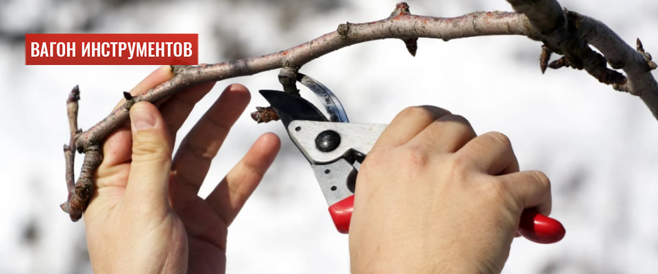 Обрезка сада зимой: какие инструменты понадобятся
